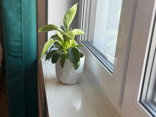 parapet kamienny